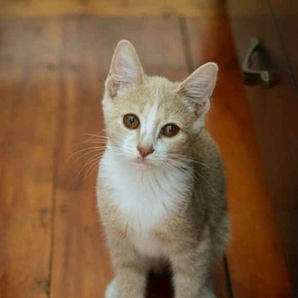 KITTY MYSTERY BOX!!! 💕💕🐱 - Picture 2 of 3